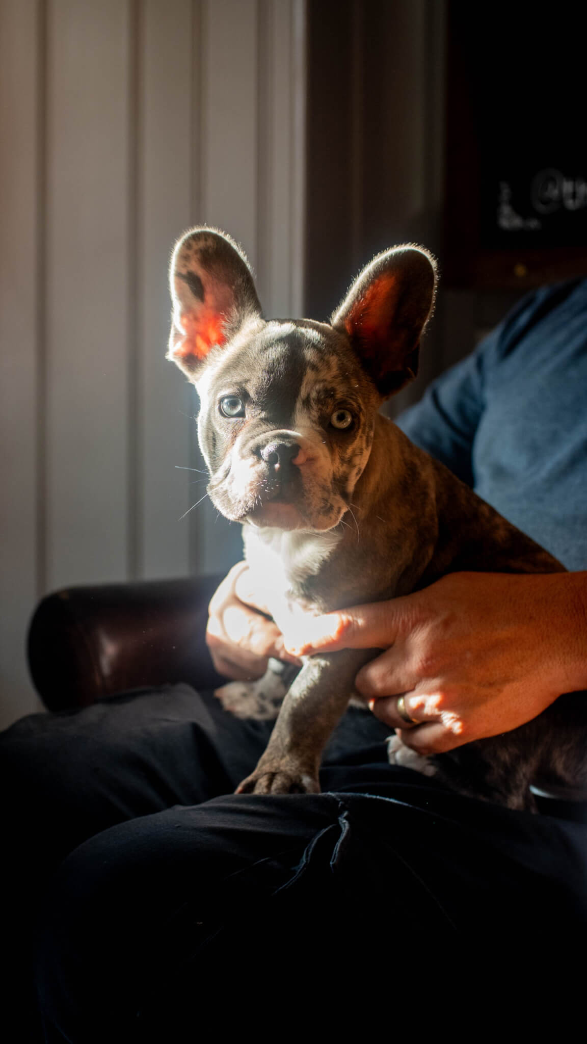 The White Hart Royal Hotel Moreton in Marsh Pet Friendly Hotel Home Page scaled